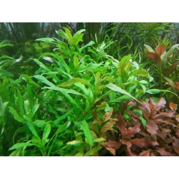 Лимнофила Пункта Блюм Limnophila Punctata Blume