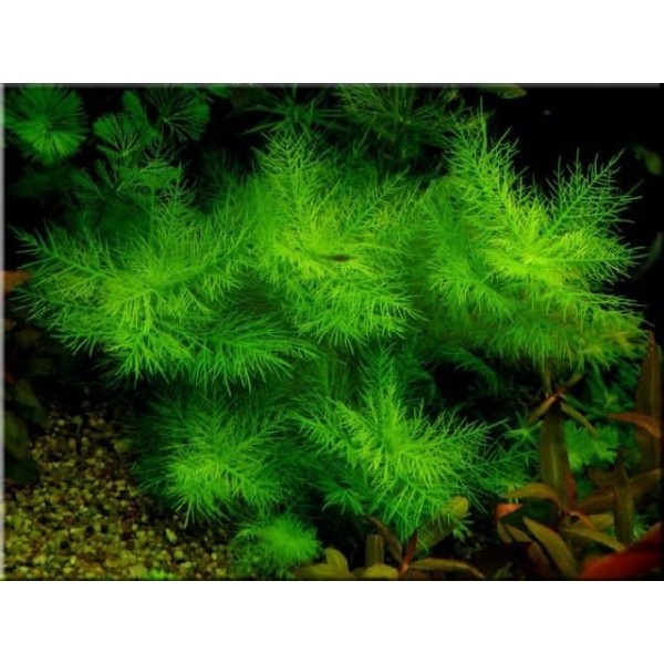 Гигрофила бальзамика (Hygrophila balsamica) (Пучок 3 веток)