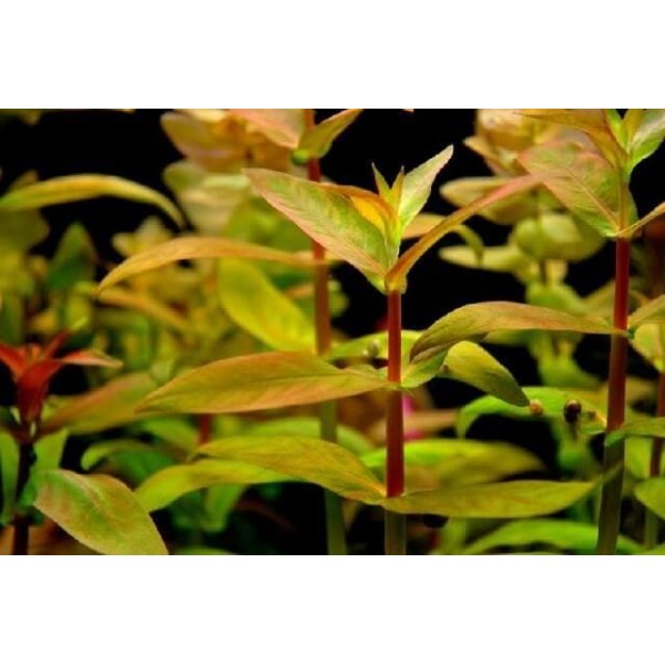 Аммания мультифлора (Ammania multiflora)