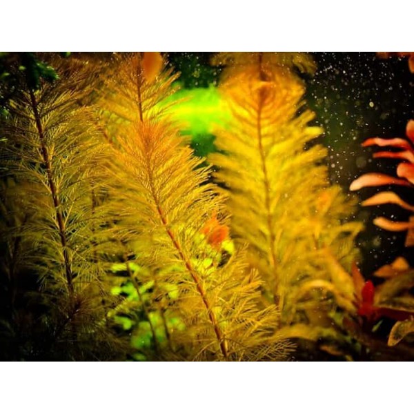 Перистолистник Рорайма (Myriophyllum sp. Roraima) (Пучок 6 веток)