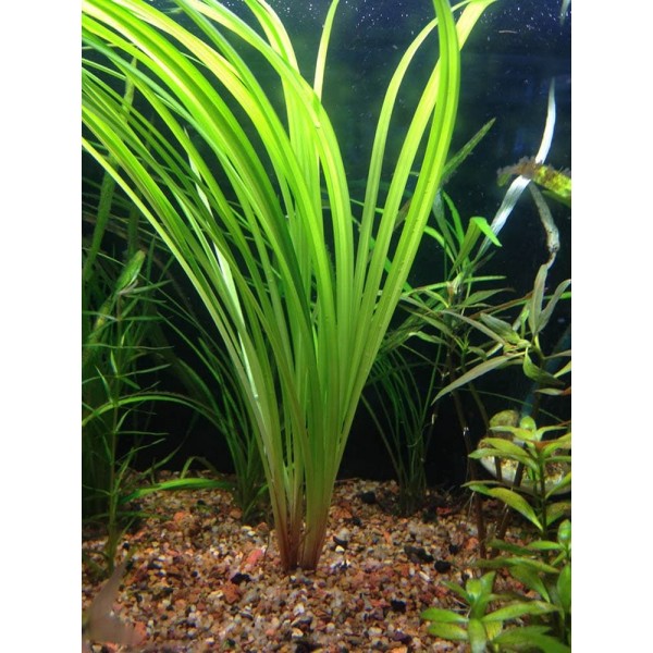 Циперус Хелфера (Cyperus helferi)