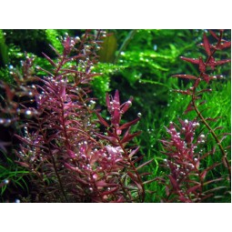 Ротала батерфляй (Rotala Butterfly) (пучок 5 веток)