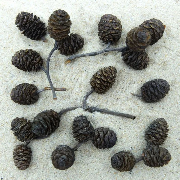 DECOTOP Alder Cones S - Шишки ольхи 15-20 мм, 20 шт.