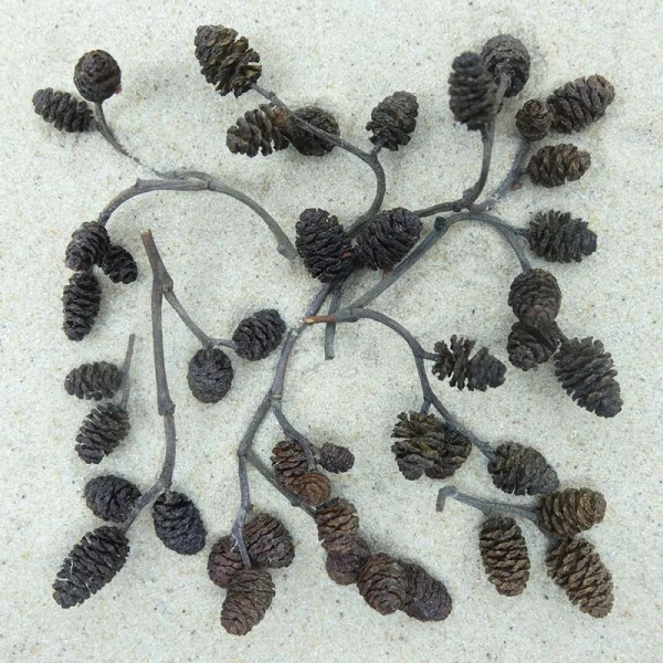 DECOTOP Alder Cones XS - Шишки ольхи до 15 мм, 40 шт.
