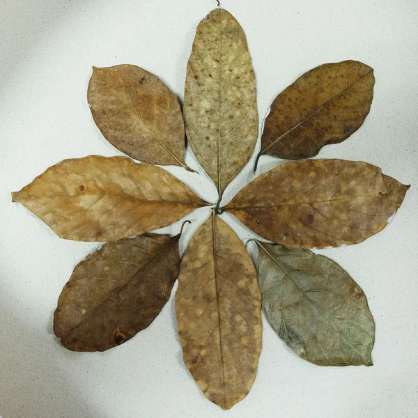 DECOTOP Jackfruit XXS - Листья джекфрута, 5-10 см, 20 шт.