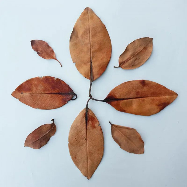 DECOTOP Mangrove XXS – Листья мангры, 5-10 см, 20 шт.