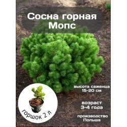 Сосна горная Мопс,1 шт, ЗКС Сосна горная Мопс,1 шт, ЗКС