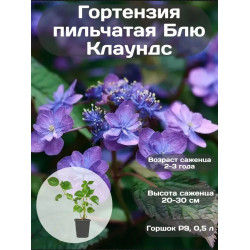Гортензия пильчатая Блю Клаундс, 1 шт, ЗКС Гортензия пильчатая Блю Клаундс, 1 шт, ЗКС