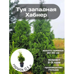Туя западная Хабнер,1 шт, ЗКС (зеленый) Туя западная Хабнер,1 шт, ЗКС (зеленый)