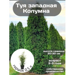 Туя западная Колумна,1 шт, ЗКС Туя западная Колумна,1 шт, ЗКС