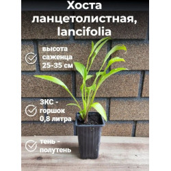 Хоста ланцетолистная, lancifolia, 1 штука Хоста ланцетолистная, lancifolia, 1 штука