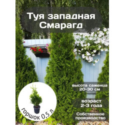 Туя западная Смарагд Туя западная Смарагд