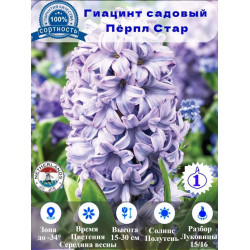 Гиацинт садовый Пёрпл Стар, луковицы 1 штука Гиацинт садовый Пёрпл Стар, луковицы 1 штука