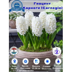 Гиацинт Карнеги (Carnegie), луковицы 2 штуки Гиацинт Карнеги (Carnegie), луковицы 2 штуки