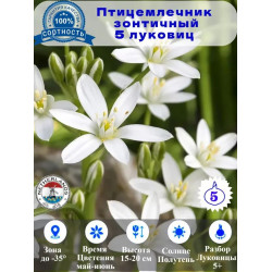 Птицемлечник зонтичный, луковицы 5 штук Птицемлечник зонтичный, луковицы 5 штук