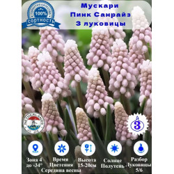 Мускари Пинк Санрайз, луковицы 3 штуки Мускари Пинк Санрайз, луковицы 3 штуки