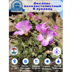 Оксалис железистолистный, луковицы 5 штук Оксалис железистолистный, луковицы 5 штук