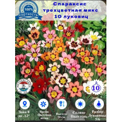 Спараксис трехцветная микс, 10 луковиц Спараксис трехцветная микс, 10 луковиц