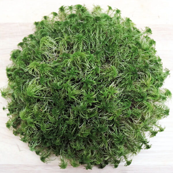 DECOTOP Sphagnum Top - Мох сфагнум для террариумов и флорариумов, верхушки 10 см, 100 г/1 л