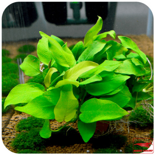 АНУБИАС КАРЛИКОВЫЙ ЗОЛОТИСТЫЙ (Anubias barteri var. nana `Gold`) АНУБИАС КАРЛИКОВЫЙ ЗОЛОТИСТЫЙ (Anubias barteri var. nana `Gold`)
