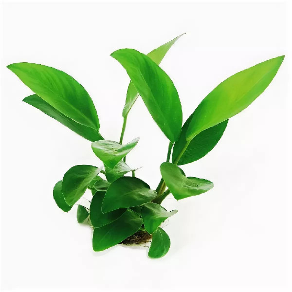 АНУБИАС КОНГЕНЗИС (Anubias congensis) АНУБИАС КОНГЕНЗИС (Anubias congensis)