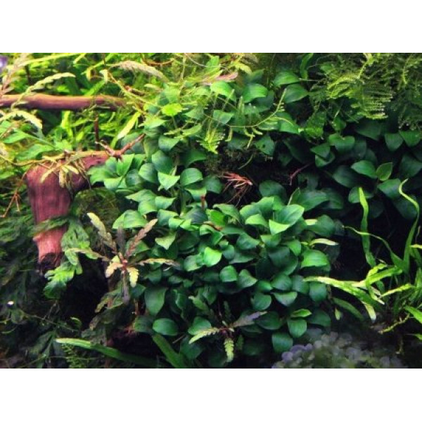 АНУБИАС нана БОНСАЙ (Anubias barteri var. nana Bonsai) АНУБИАС нана БОНСАЙ (Anubias barteri var. nana Bonsai)