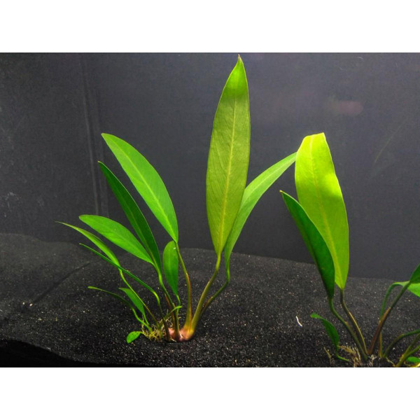 Анубиас ланцетный (Anubias lanceolata)