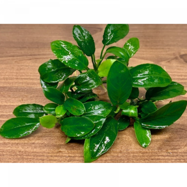 Анубиас нана паксинг компакт (Anubias nana paxing compact) Анубиас нана паксинг компакт (Anubias nana paxing compact)