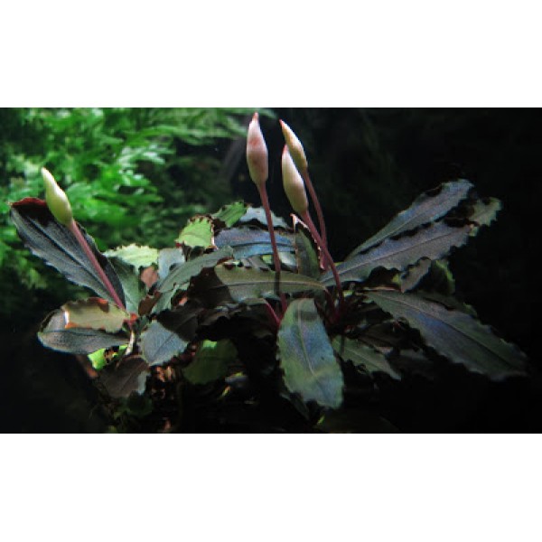 Bucephalandra sp. Tricolor 2