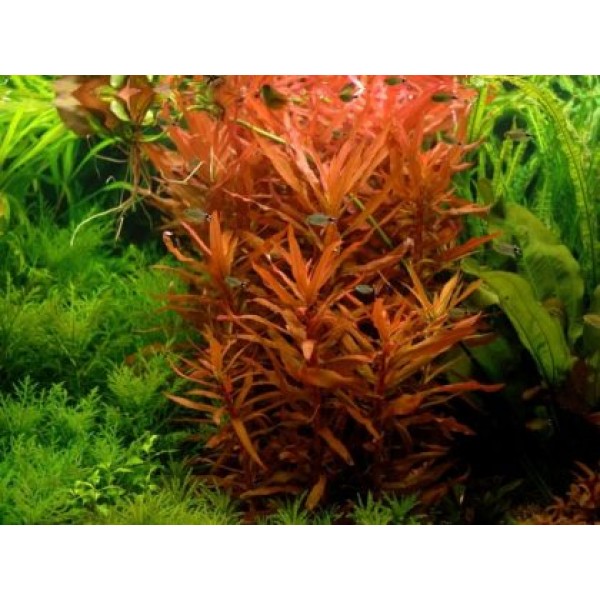 АММАНИЯ СЕНЕГАЛЬСКАЯ (AMMANNIA SENEGALENSIS)