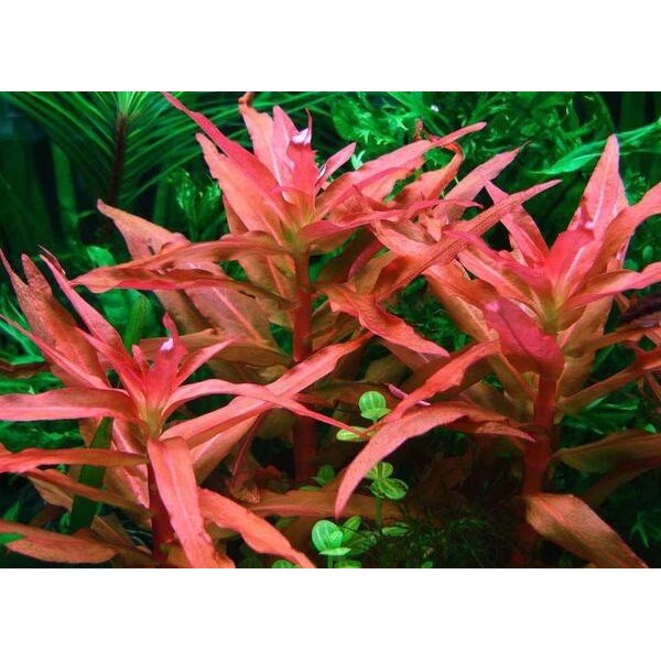 Аммания изящная (Ammannia gracilis)