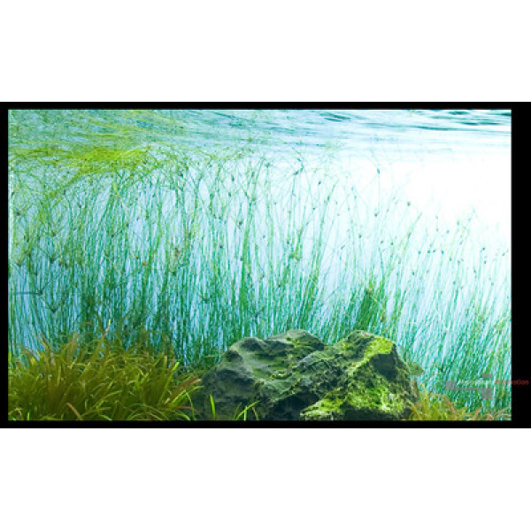 Элеохарис Вивипара, Ситняг Живородящий (Eleocharis Vivipara)