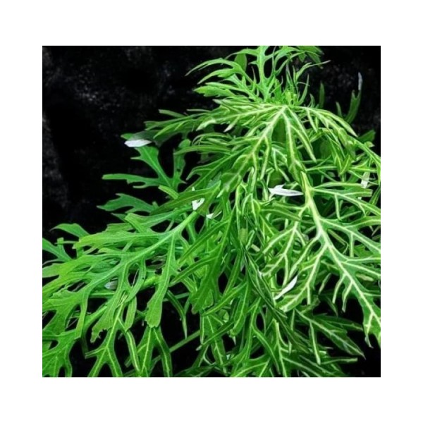 Гигрофила Разнородная Вайс_Грюн (Hygrophila difformis WeifiGrun) (Пучок 5 веток)
