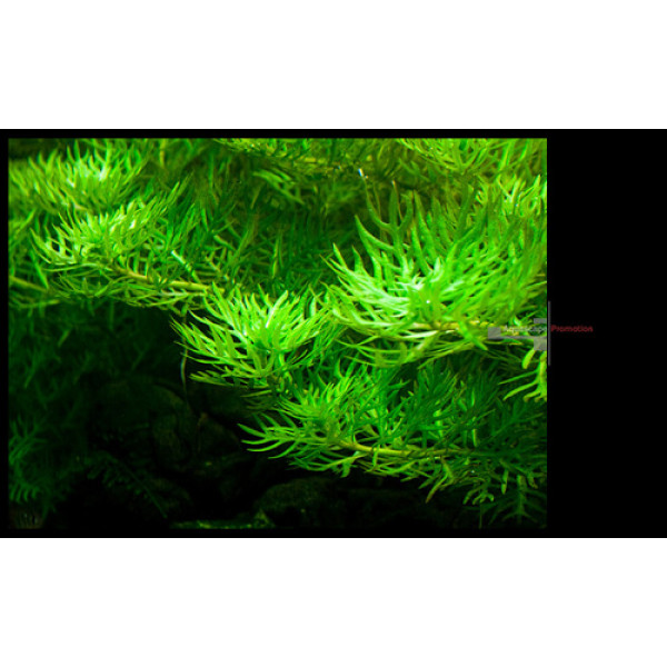 Хотония палюстрис (Hottonia palustris) Хотония палюстрис (Hottonia palustris)