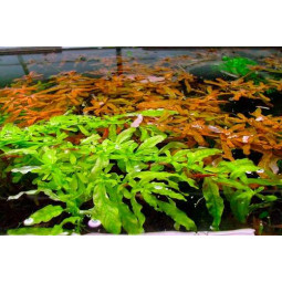 ЛЮДВИГИЯ ИНКЛИНАТА ЗЕЛЕНАЯ ( Ludwigia inclinata GREEN)-foto2