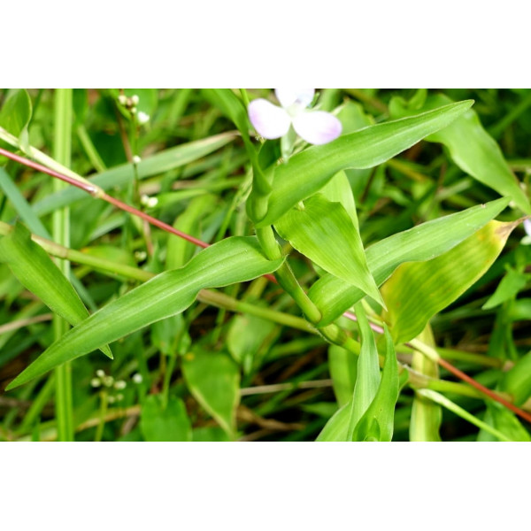 Мурдания кейсак (Murdannia keisak)