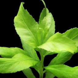 ПЯТИЧЛЕННИК ОЧИТКОВИДНЫЙ (Penthorum sedoides)-foto2