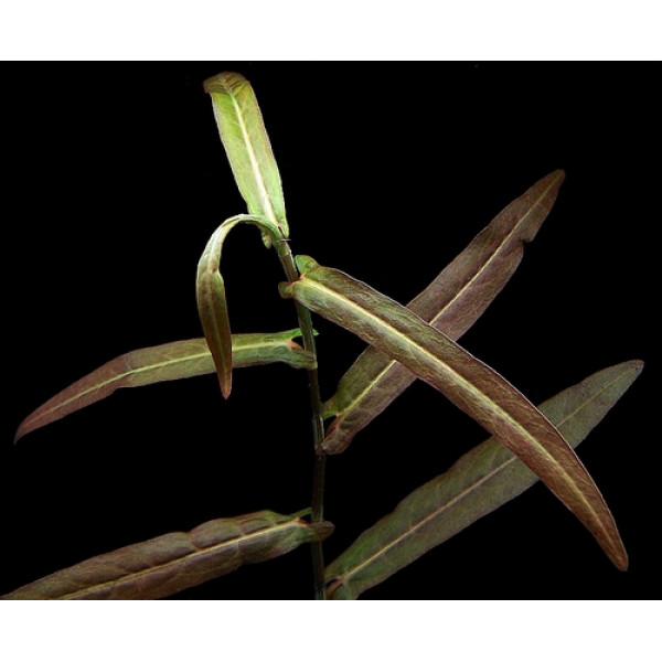 Полигониум Порто Вэлхо (Polygonum Porto Velho)