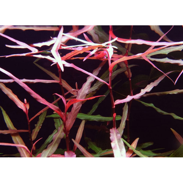 Полигониум ред (Polygonum sp. Red South America) Полигониум ред (Polygonum sp. Red South America)