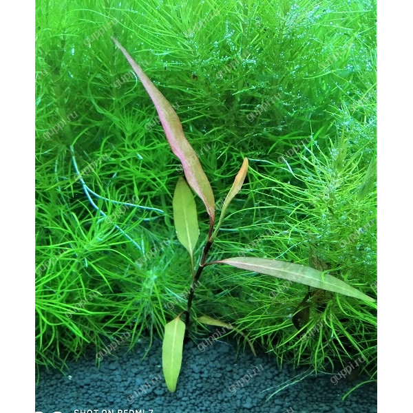 Полигонум Индия (Polygonum sp. India) Полигонум Индия (Polygonum sp. India)