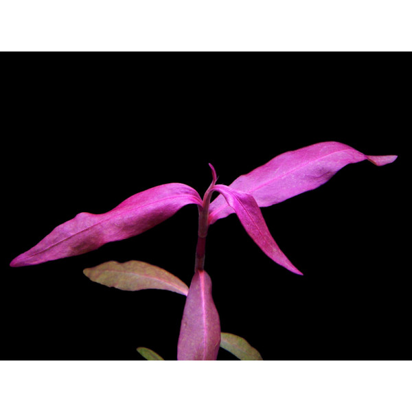 Полигонум Сан-Пауло (Polygonum sp. Sao Paulo)