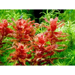 РОТАЛА МАКРАНДРА КРАСНАЯ (Rotala macrandra)