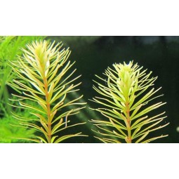 Ротала бангладеш (rotala sp. "bangladesch")