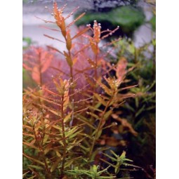 Ротала круглолистная `Апельсиновый сок (Rotala rotundifolia `Orange Juice)