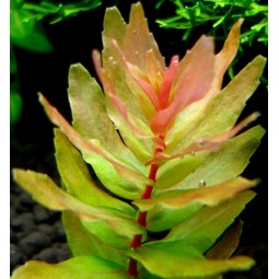 Ротала макранда грин (Rotala macrandra 'Green') (пучок 7 веток)