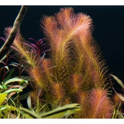 Ротала валлиха (Rotala wallichii)