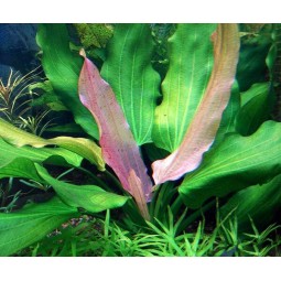ЭХИНОДОРУС ТРИКОЛОР (Echinodorus tricolor)