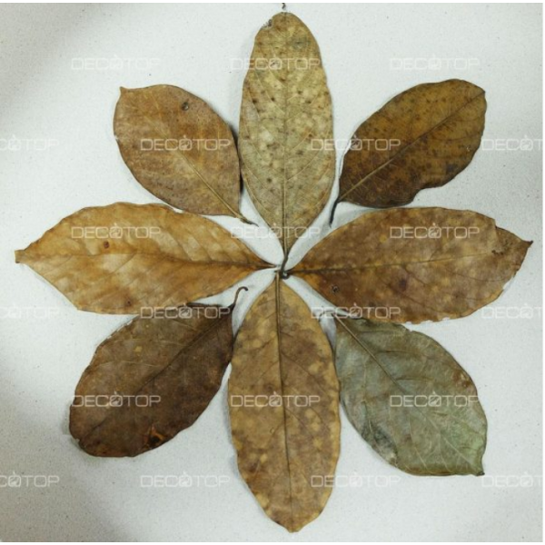 DECOTOP Ceylon 1 - Набор листьев из Шри-Ланки 10-30 см, 20 шт.