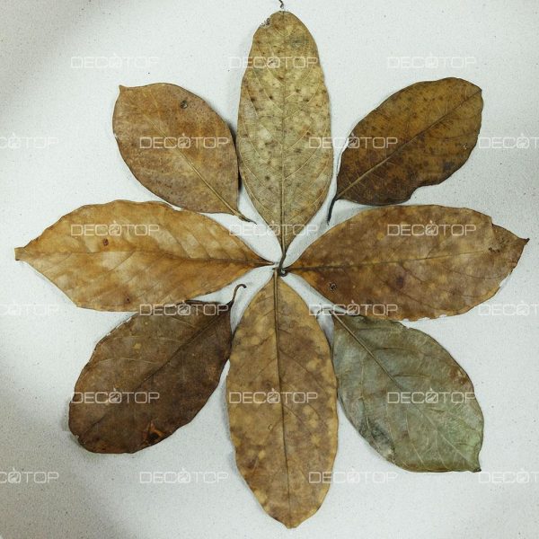 DECOTOP Jackfruit S – Листья джекфрута, 15-20 см, 10 шт.