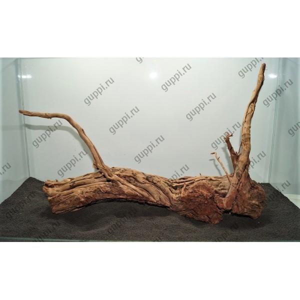 Коряга Antigua (Чечил) 11 46-23-11см